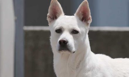 The Smooth-Haired Podengo Portugues Pequeno: A Delightfully Charming Breed