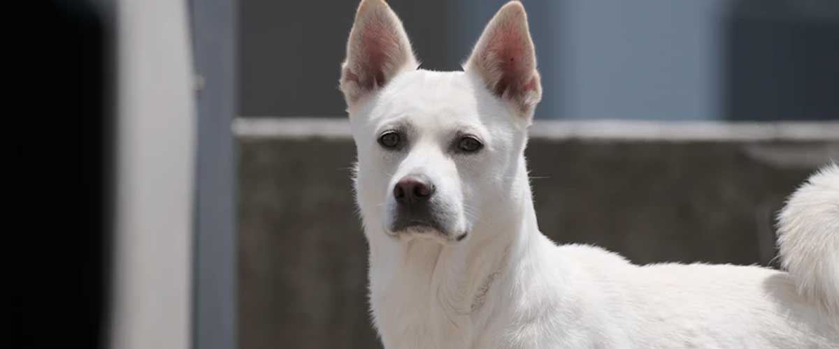 The Smooth-Haired Podengo Portugues Pequeno: A Delightfully Charming Breed