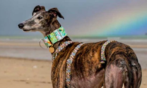 The Spanish Greyhound: A Loyal Companion with Graceful Elegance