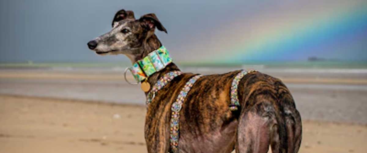 The Spanish Greyhound: A Loyal Companion with Graceful Elegance