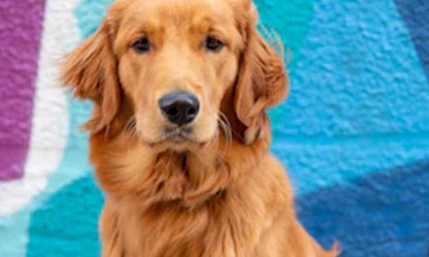 How to Train Your Dog to Speak on Command