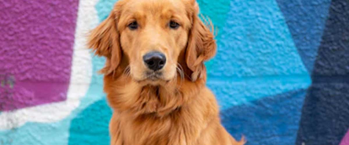 How to Train Your Dog to Speak on Command