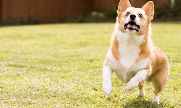 How to Train Your Dog to Do Spin Circles