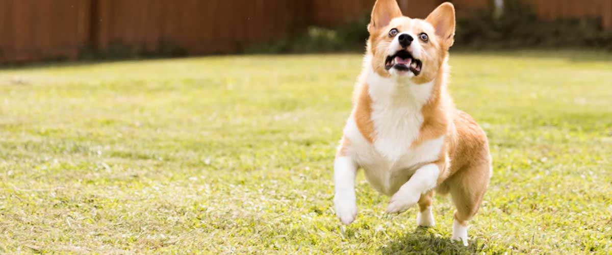 How to Train Your Dog to Do Spin Circles