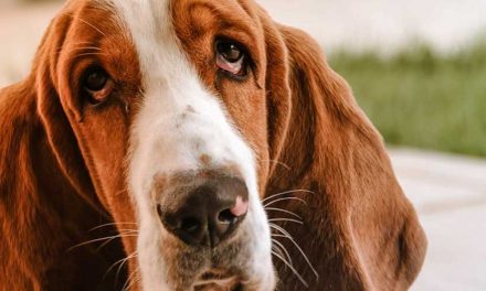 St. Hubert Jura Hound: A Noble Companion for Outdoor Enthusiasts