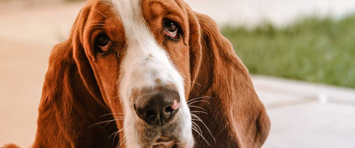 St. Hubert Jura Hound: A Noble Companion for Outdoor Enthusiasts