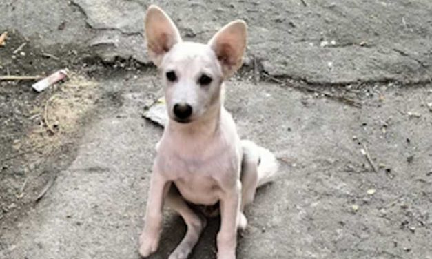 The Standard Mexican Hairless Dog: An Endearing and Unique Breed
