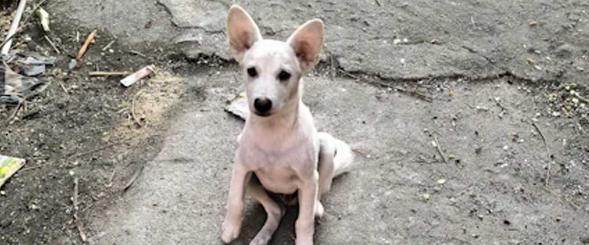 The Standard Mexican Hairless Dog: An Endearing and Unique Breed