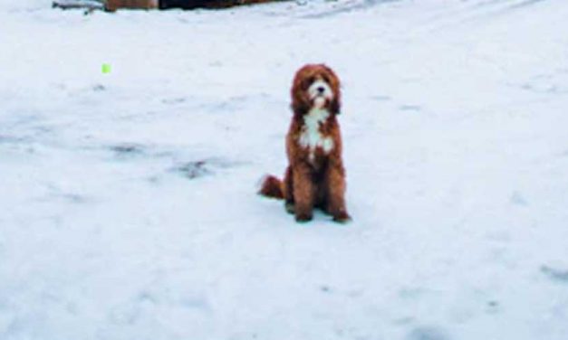 Easy to Follow Guide to Training Your Dog to Stay