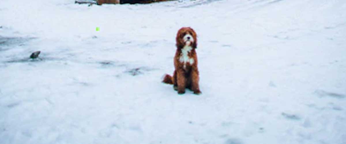 Easy to Follow Guide to Training Your Dog to Stay