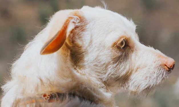 The Styrian Rough-haired Mountain Hound