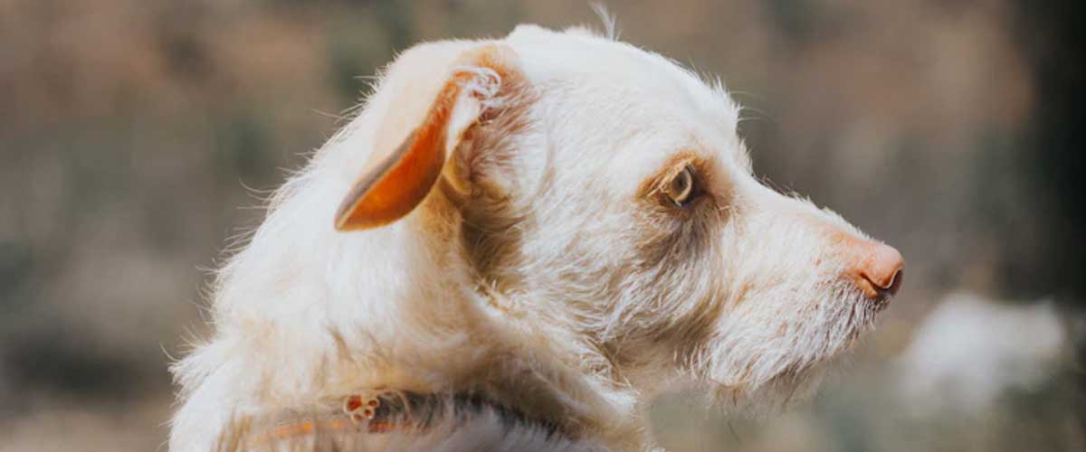 The Styrian Rough-haired Mountain Hound