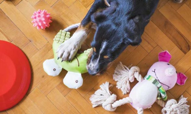 Training Your Dog to Tidy Up Toys on Command