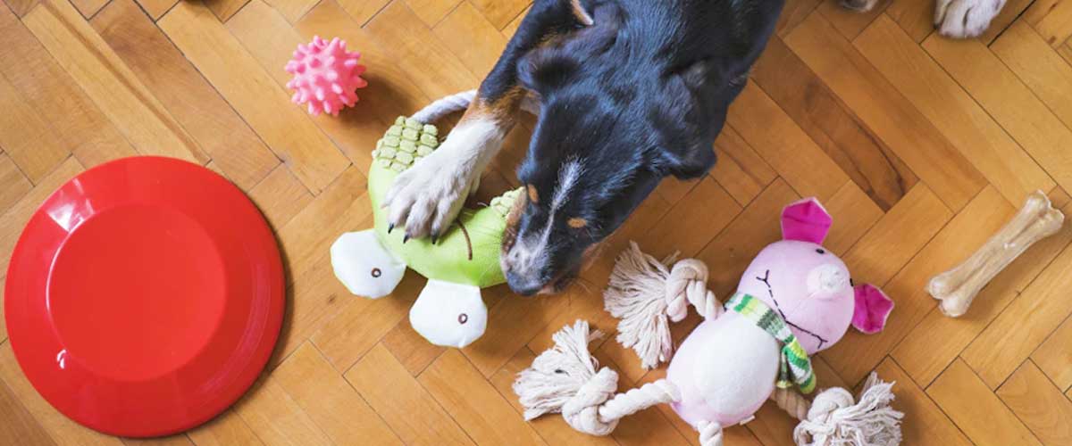 Training Your Dog to Tidy Up Toys on Command