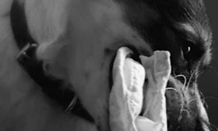 Train Your Dog to Bring You a Tissue