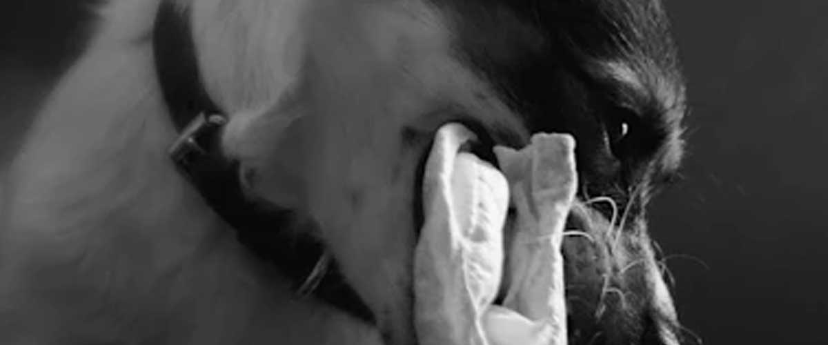 Train Your Dog to Bring You a Tissue