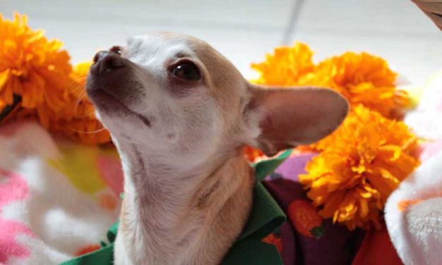 The Toy Mexican Hairless Dog: A Unique Companion