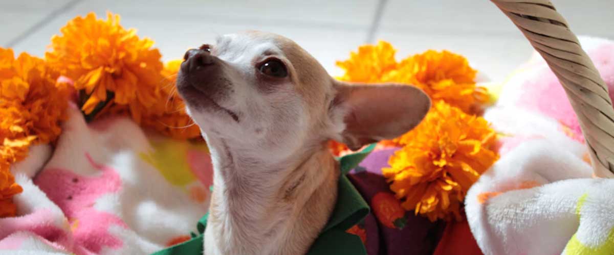 The Toy Mexican Hairless Dog: A Unique Companion