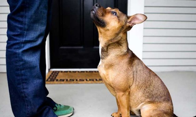 How to Train Your Dog to Sit