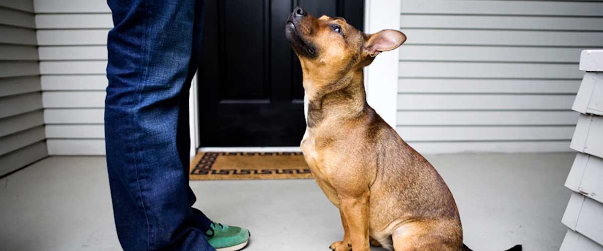 How to Train Your Dog to Sit
