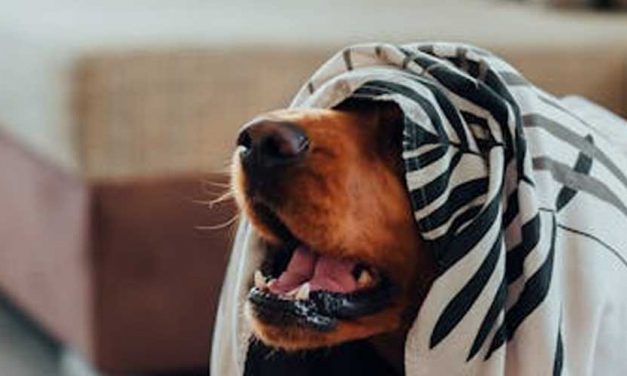 The Transylvanian Hound: An Overview of a Noble Breed