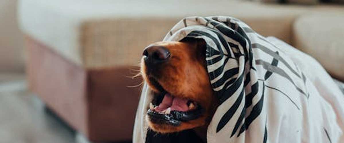 The Transylvanian Hound: An Overview of a Noble Breed