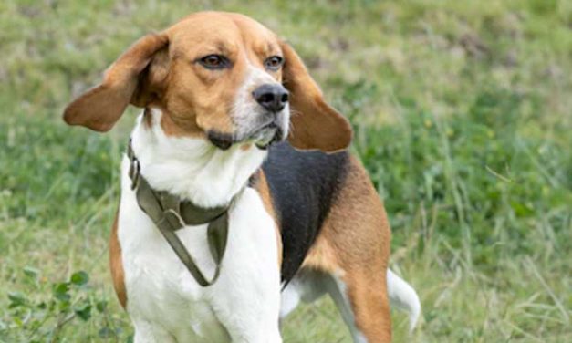 The Treeing Walker Coonhound: A Versatile and Affectionate Breed