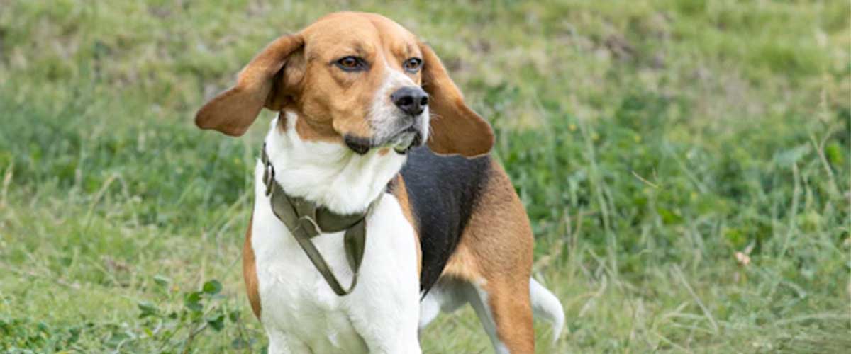 The Treeing Walker Coonhound: A Versatile and Affectionate Breed