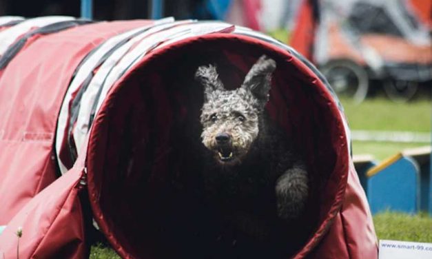 Guide to Training Your Dog to Go Through an Agility Tunnel