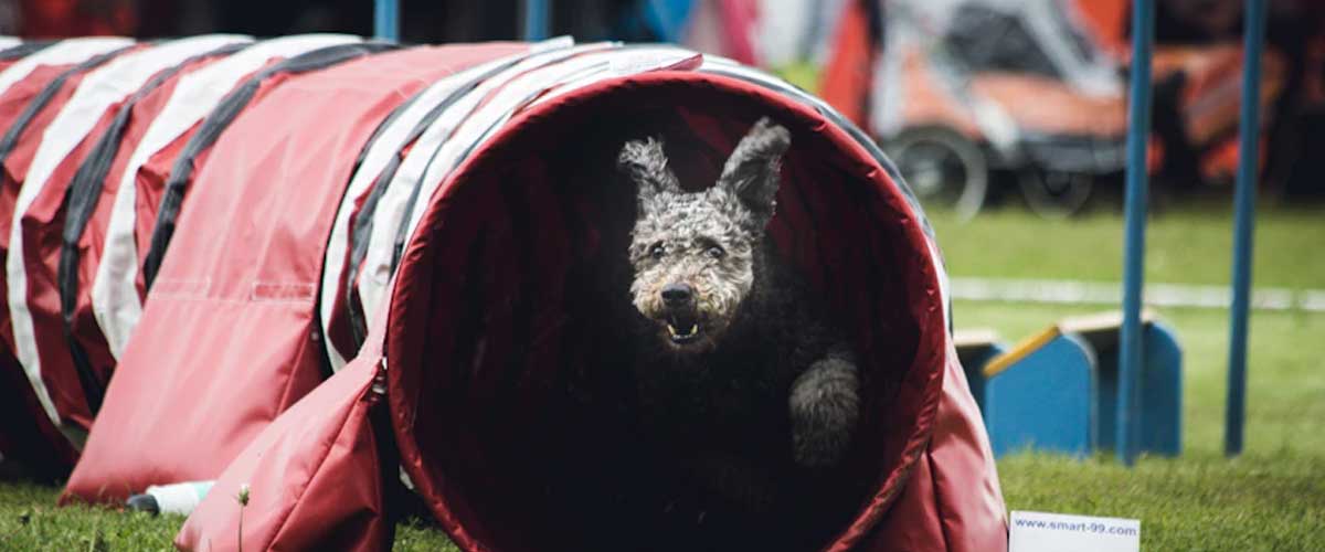Guide to Training Your Dog to Go Through an Agility Tunnel