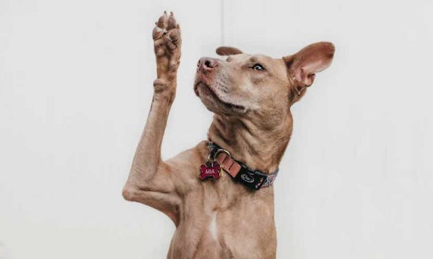 How to Train Your Dog to Wave Goodbye