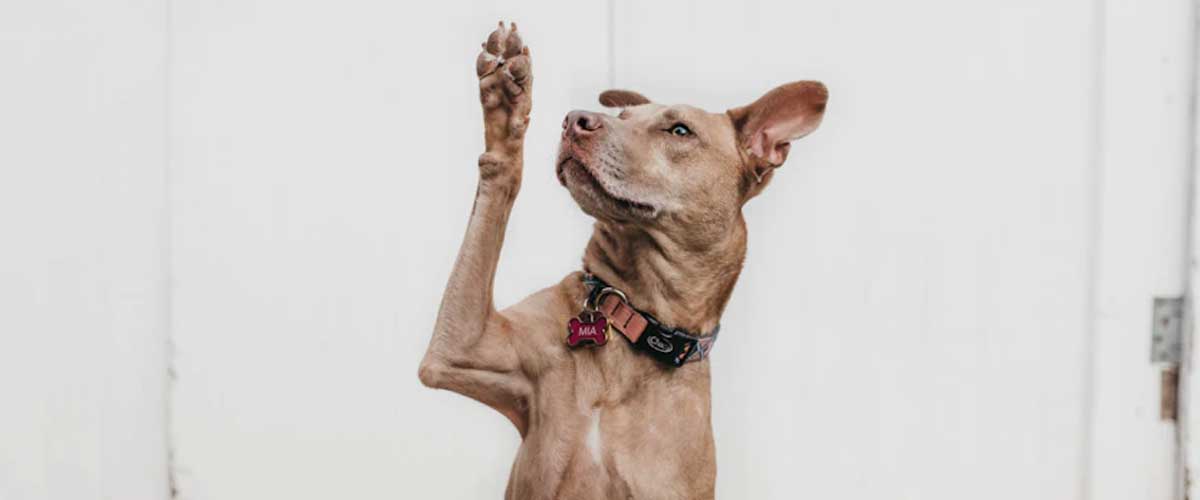 How to Train Your Dog to Wave Goodbye
