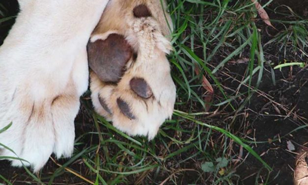 How to Train Your Dog to Leg Weave