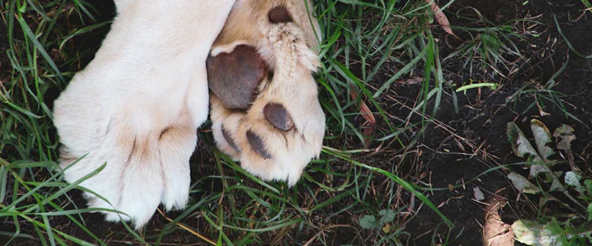 How to Train Your Dog to Leg Weave