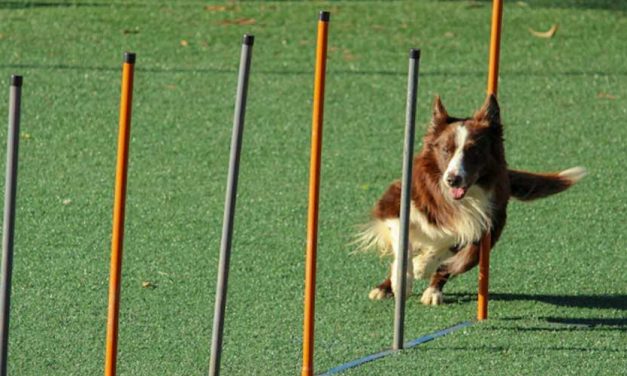 Training Your Dog to Weave Agility Poles