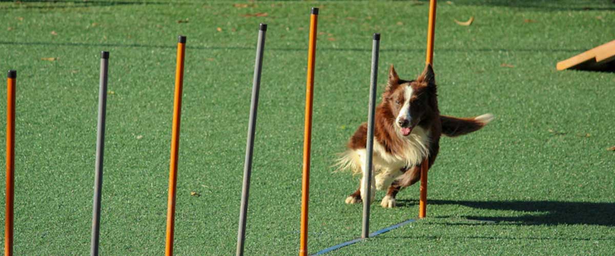 Training Your Dog to Weave Agility Poles