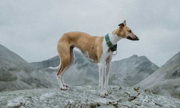 The Whippet: A Gentle and Graceful Companion