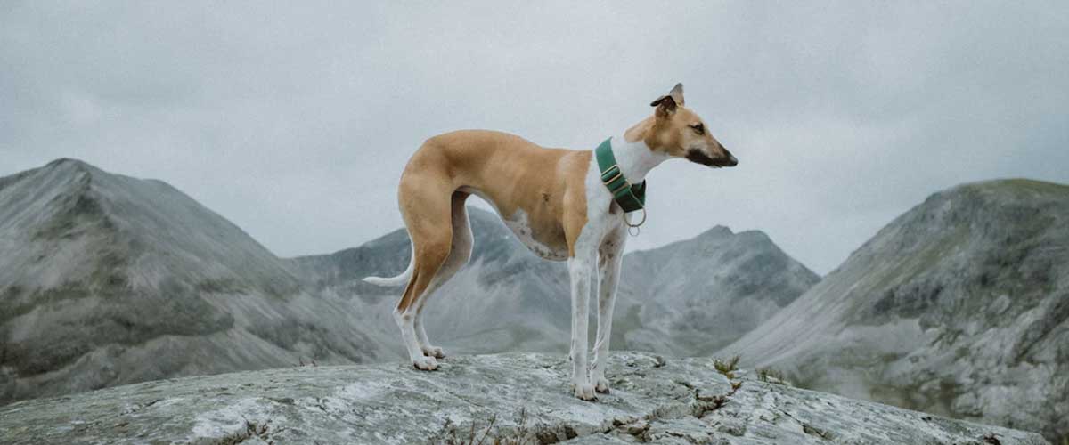 The Whippet: A Gentle and Graceful Companion