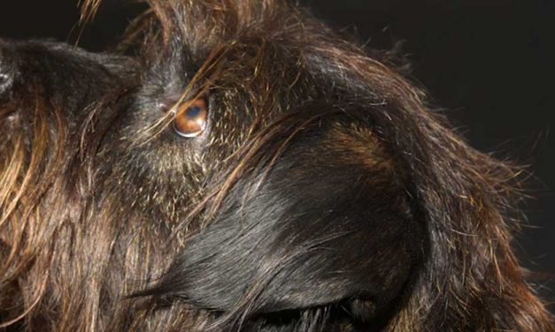 The Wire-Haired Podengo Medio: A Charming and Versatile Breed