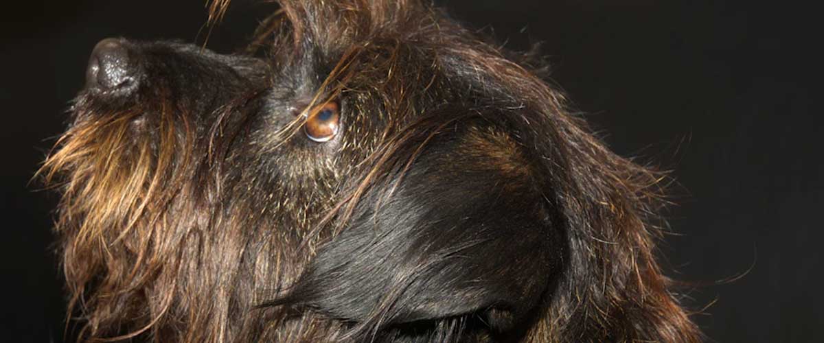 The Wire-Haired Podengo Medio: A Charming and Versatile Breed