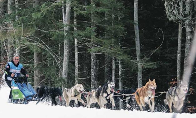 From Hunters to Helpers: The Surprising Careers of Dogs