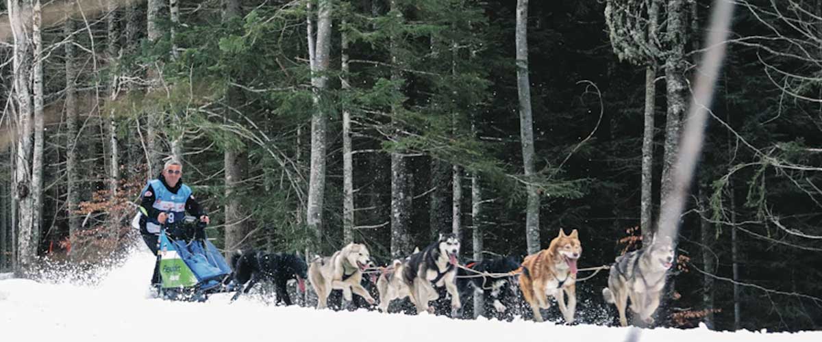 From Hunters to Helpers: The Surprising Careers of Dogs