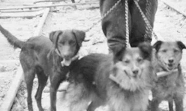 Migration History of Dogs: A Journey Through Time