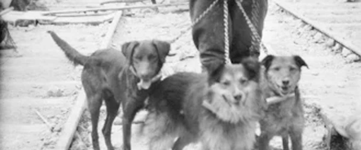 Migration History of Dogs: A Journey Through Time