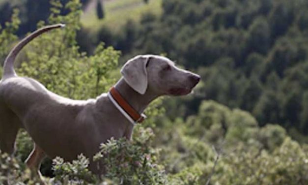 The Yugoslavian Mountain Hound