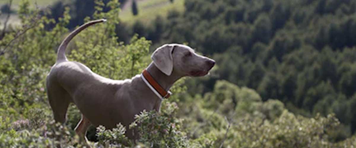 The Yugoslavian Mountain Hound