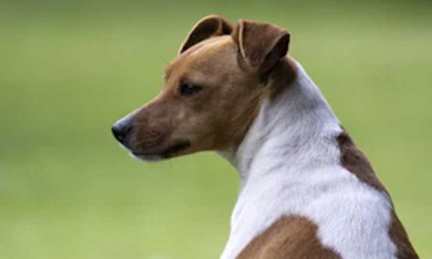 Yugoslavian Tricoloured Hound: A Unique and Loyal Companion