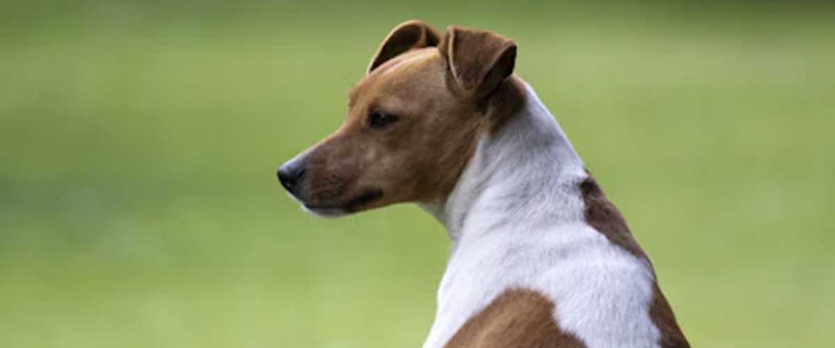 Yugoslavian Tricoloured Hound: A Unique and Loyal Companion