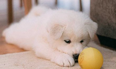 Three-Week Puppy Training Guide
