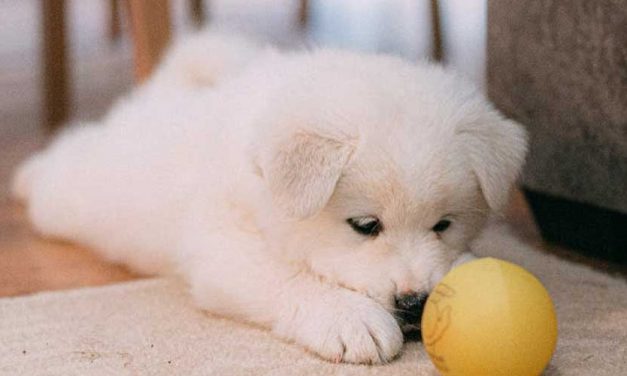 Three-Week Puppy Training Guide